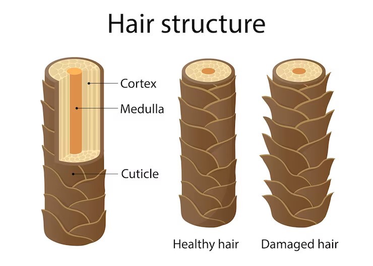 how to treat damaged hair - Dr Malay Mehta